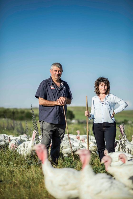 Pavos bio ecológicos en campo pastoreados en libertad
