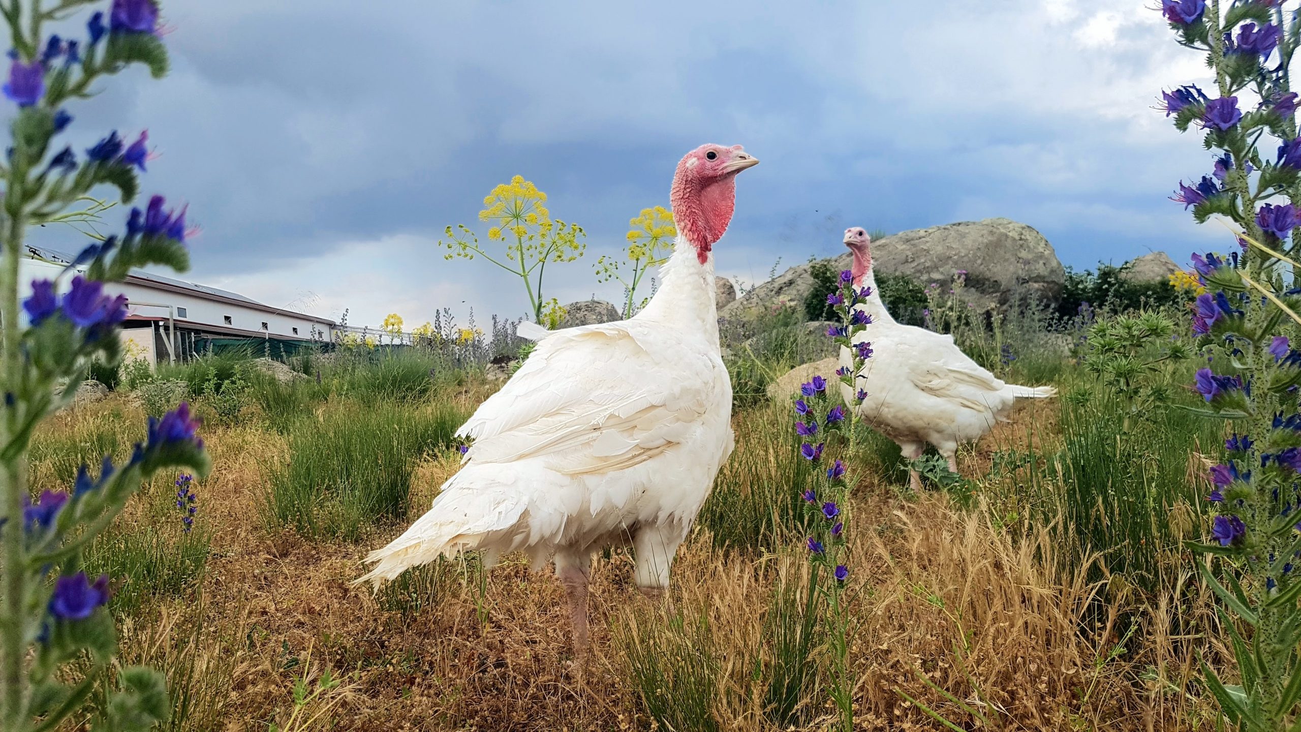 Pavos ecológicos pastoreados en libertad